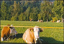 Glückliche & Gesunde Tiere auf Fränkischen Wiesen.